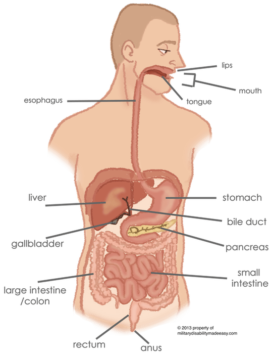 Digestive System