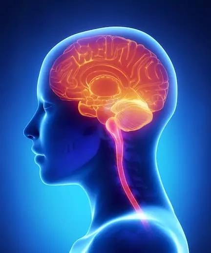 central nervous system