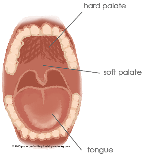 mouth and teeth