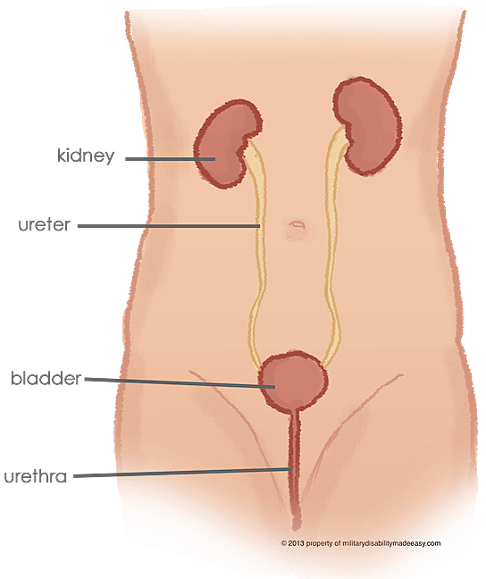 genitourinary system