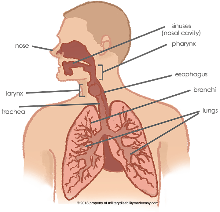 Anatomy of the Respiratory System