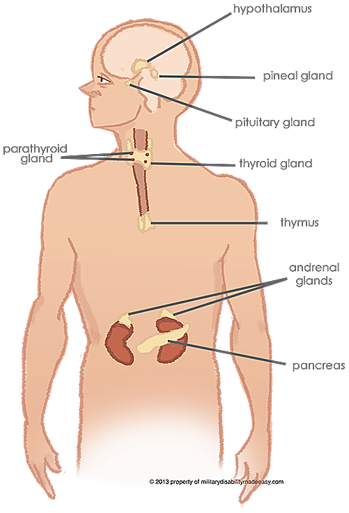 endocrine system made up of