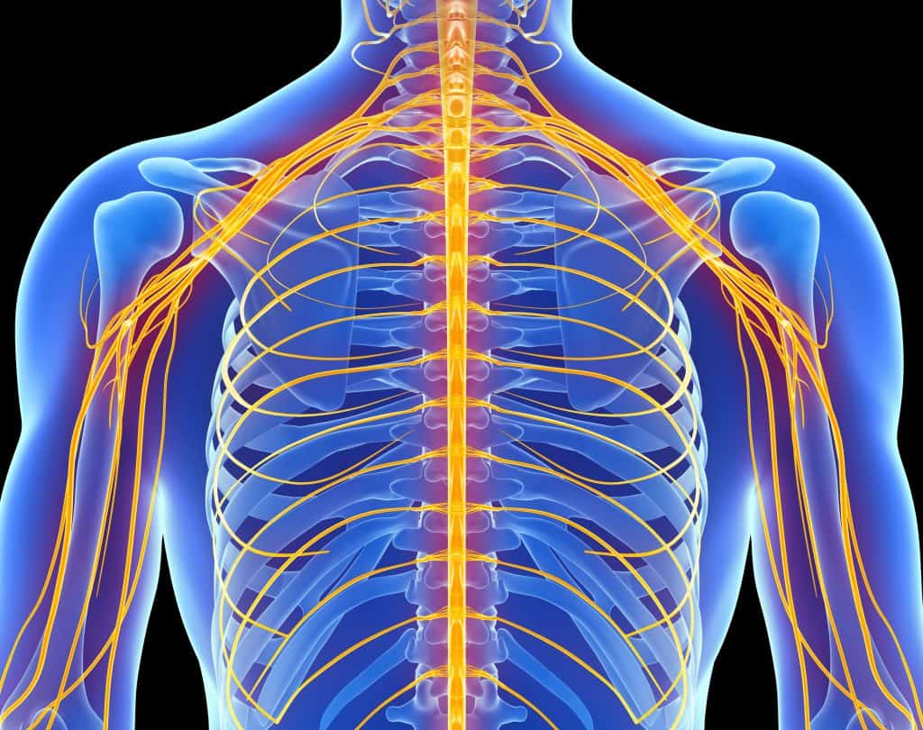  Nerves of the Upper Back and Arms
